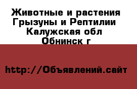 Животные и растения Грызуны и Рептилии. Калужская обл.,Обнинск г.